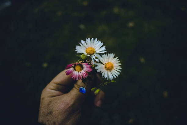 Plucked hand held colorful and white daisies in the city park