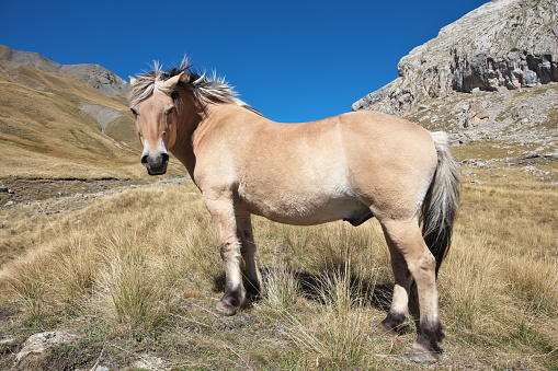 Horse encountered at 2300m in the Serenne valley while climbing to the Serenne pass in Haute-Ubaye