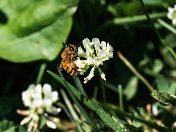 istock Western honey bee on white clover flower 2 1426192885