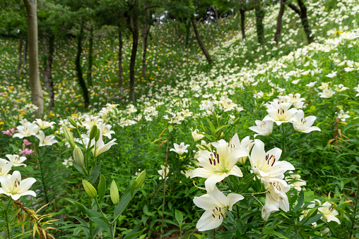 Many white lilies in a garden