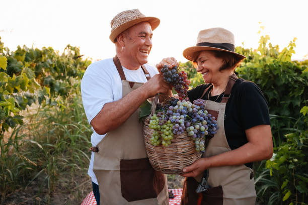 Senior couple picking up grapes Grapes picking. Couple of farmers gather crop of grapes on farm. Happy senior man and woman putting grapes in box the farmer and his wife pictures stock pictures, royalty-free photos & images
