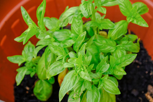 fresh basil in a pot close-uup. close up of a bunch of basil Aromatic herbs. Cuisine. Gardening, city gardening