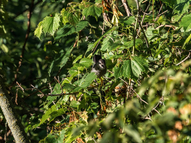 istock Gray Catbird in the trees 2 1426193294