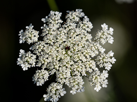 White flower of the snowball viburnum Buldenezh in bloom