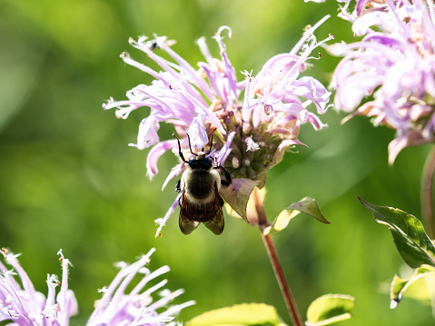 A common eastern bumble bee, bombus impatiens, drinks nectar from wild bergamot flowers in a park in Western Wisconsin.