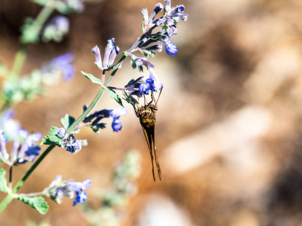 A Silver-spotted Skipper butterfly, Epargyreus clarus, feeds from purple flowers in a park in Black River Falls, Wisconsin.