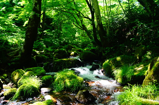 Mountain stream in the Thuringian Forest at Friedrichsroda in Germany
