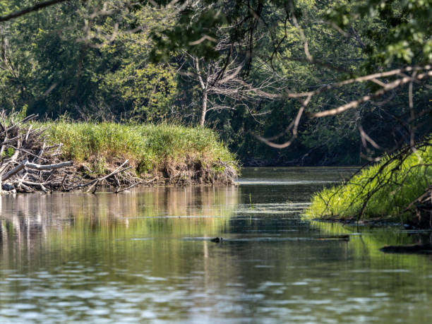 istock Mississippi River backwater islands 1 1426195867
