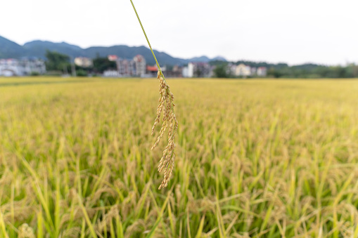 A close-up of rice hanging on the paddy field