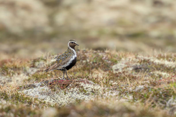 istock European golden plover 1426197190