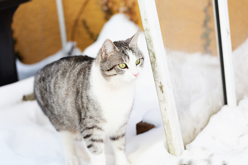 It is winter, a tabby cat ith hite spots is sitting near house door, surrounded by snow, usually there is not much snow in the region where this cat is living, so it is insecure about what to do,