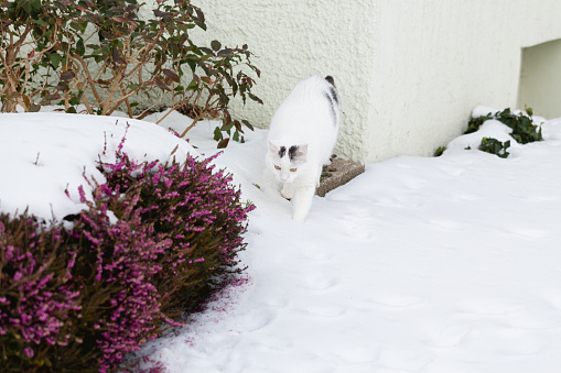 It is winter, a white cat is walking in snow, usually there is not much snow in the region where this cat is living, so it is insecure about what to do, it will go back into the warm house soon, no he is standing besides heather covered ith snow
