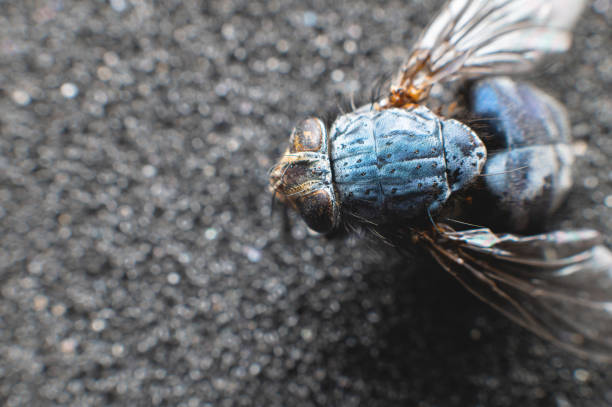 A dead fly is laying on a wooden floor being silhouetted by a back light.