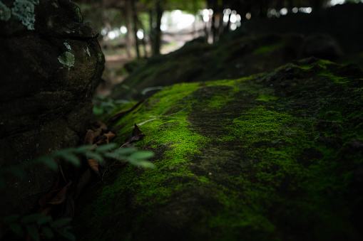 Green Moss.