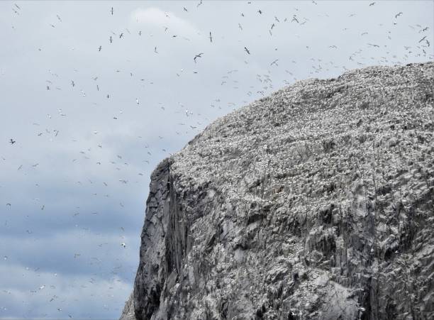 northern gannets perching on and flying above the top corner of bass rock - bass imagens e fotografias de stock
