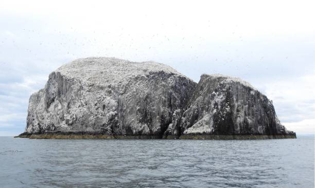 view of bass rock covered with northern gannets while approaching it on a boat from north berwick - sea bass imagens e fotografias de stock