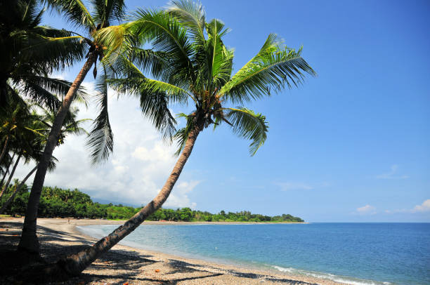 レオパビーチ、リキサの中央ビーチ - 東ティモールのバンダ海に傾いているココヤシの木 - カーボヴェルデ共和国 ストックフォトと画像