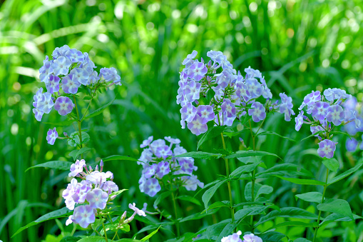 Phlox paniculata, also called as garden phlox, fall phlox, and summer phlox, is an upright perennial that grows in a clump to 2-4' tall on stiff stems clad with conspicuously veined, opposite, pointed, deep green leaves. Fragrant, tubular, pink, purple to white florets are densely packed in large, tiered, domed terminal clusters over a June to August bloom period. Each individual floret has a long corolla tube and five flat petal-like lobes.