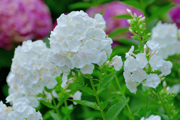 White Phlox flowers, close-up. Space for text.