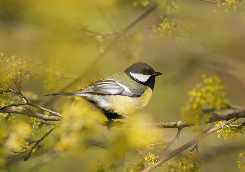 Great Tit on a tree branch