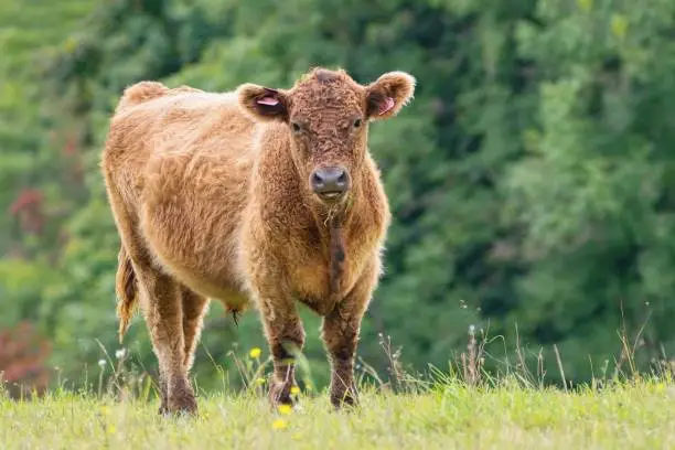 Cow - the Galloway cattle a Scottish breed of beef cattle, named after the Galloway region of Scotland