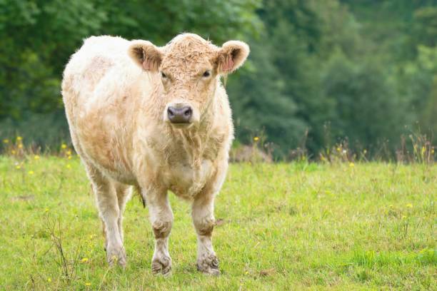 암소 - 갤러웨이 소는 스코틀랜드의 갤러웨이 지역의 이름을 딴 스코틀랜드 쇠고기 소의 품종입니다. - young animal agriculture galloway highland cattle 뉴스 사진 이미지