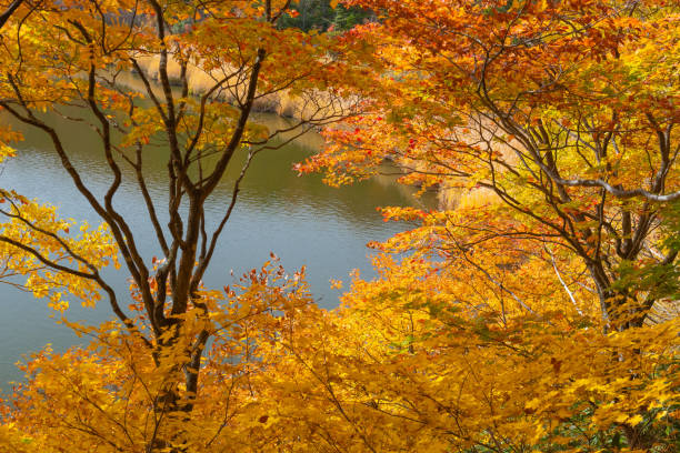 istock Japan in Autumn season 1426206529
