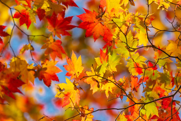 istock Japan in Autumn season 1426206837