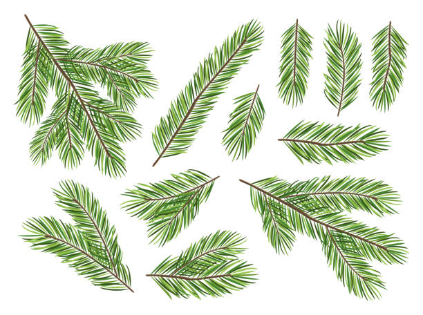 Collection of pine branches isolated on white background Collection of pine branches isolated on white background nature clipart stock illustrations