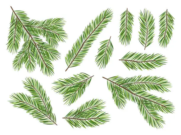 Vector illustration of Collection of pine branches isolated on white background