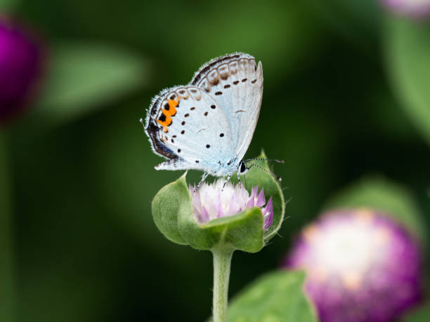 istock Short Tailed Blue Butterfly on Amaranth Flowers 1 1426210163