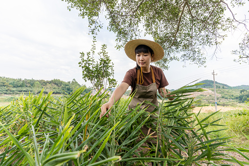 An Asian woman farmer checks the leaves of ginger in the field