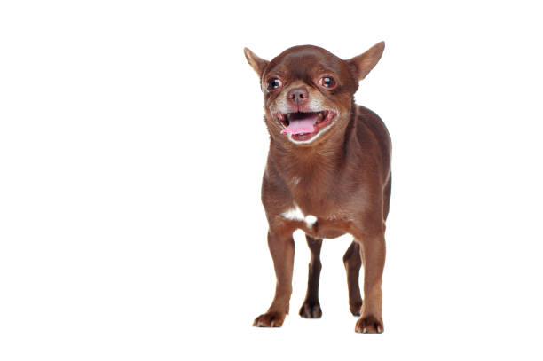 istock Front view picture of a standing chihuahua 1426210343