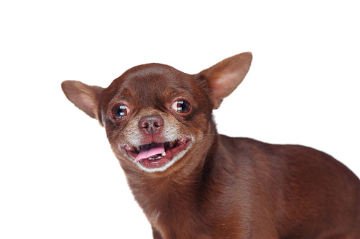 Funny headshot portrait of  a brown chihuahua