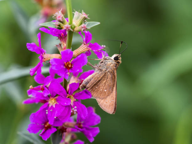 istock Small Branded Swift butterfly on purple flowers 1426210363