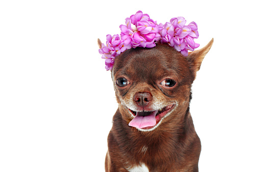 Head shot of brown chihuahua wearing flower head decoration