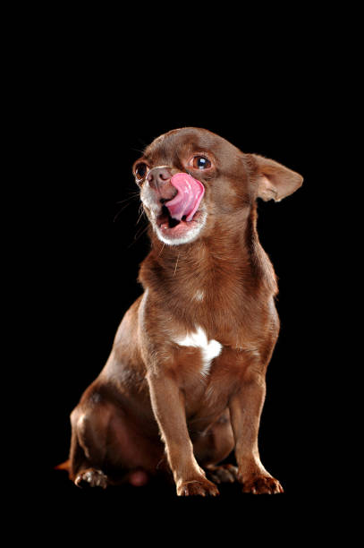 istock Hungry chihuahua against black background 1426211036