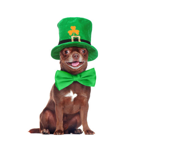 istock Pretty chihuahua dressed for saint Patrick carnival 1426211140