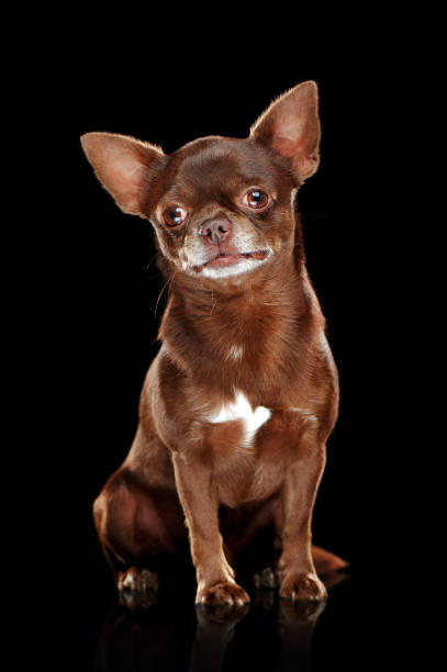 istock Pretty little chihuahua against black background 1426211179