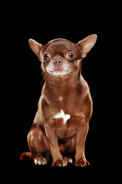 istock Serious chihuahua dog against black background 1426211182