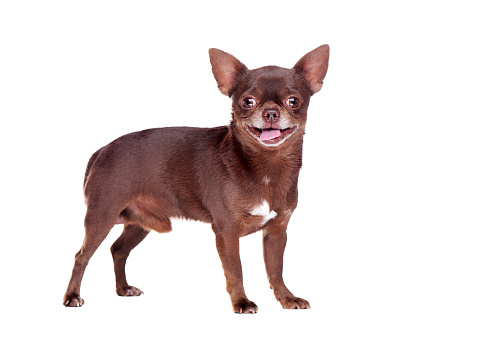 Side view full length picture of standing brown chihuahua dog