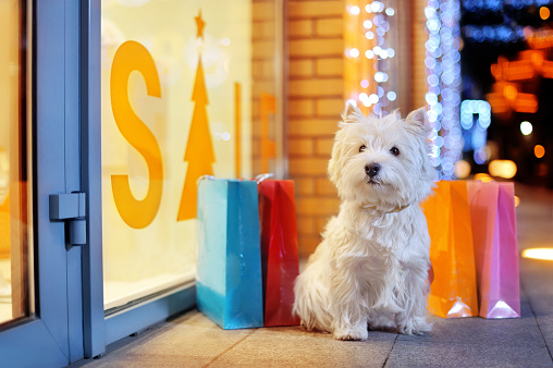 West highland terrier against shop window with sale display