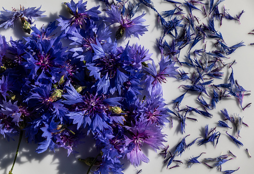 Close-up of a fresh bouquet of blue cornflower flowers