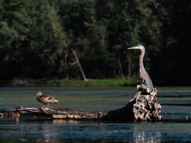 istock Great Blue Heron in Mississippi River backwater 3 1426211738