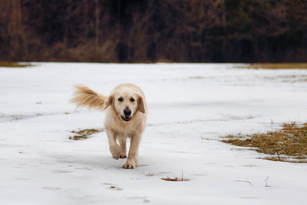 Dog jumping and running in february snow.