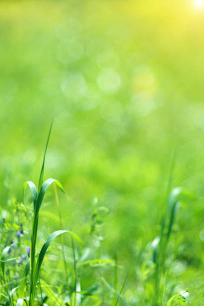 istock Abstract sunny blurry organic video background. Defocus summer, spring nature, moving in blowing wind. Selective focus. Vertical photo 1426211951