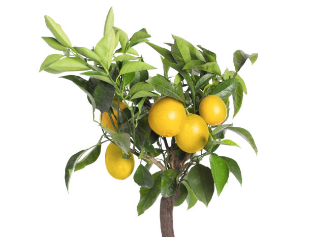 istock Lemon tree with ripe fruits on white background 1426212613
