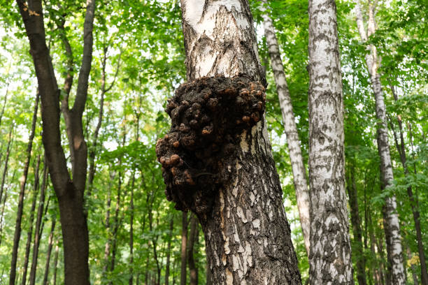 gran hongo de abedul chaga que crece en el tronco del árbol en el bosque. enfoque selectivo. se utiliza para curar el té o el café en la medicina herbal. fuerte antioxidante. superalimento de moda - basidiomycota fotografías e imágenes de stock