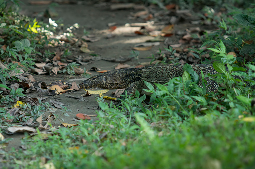 This reptile called Gossap can be seen in different countries of Asia.
