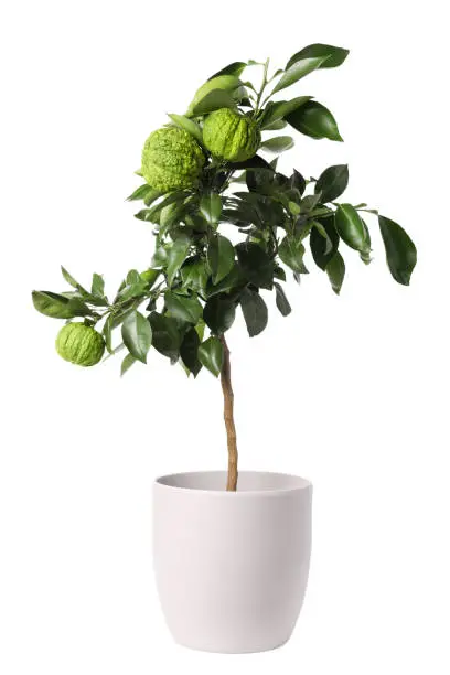 Bergamot tree with fruits in pot on white background